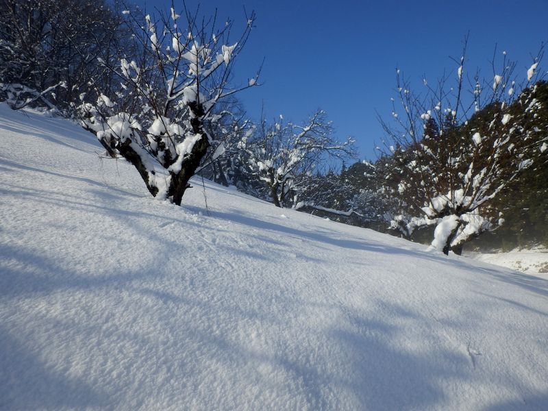 桃の木に咲いた雪の花