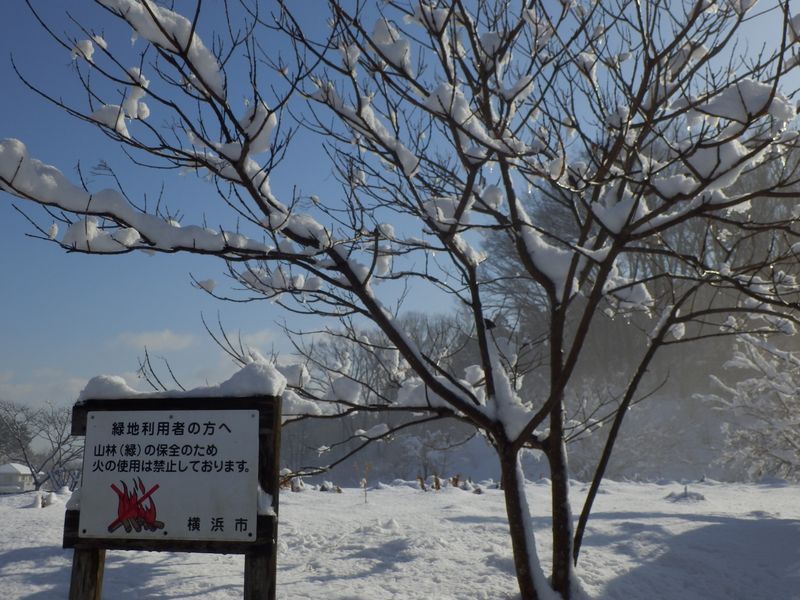 樹木への着雪も、ほとんど落ちた