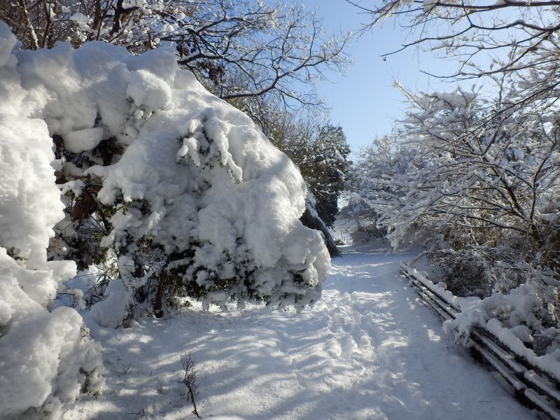 雪がドサッと落ちそう