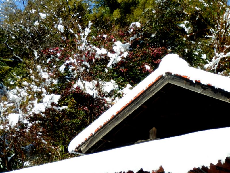 ツバキは元気そう