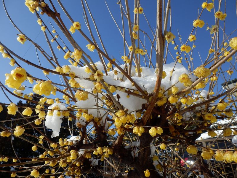 庭先のロウバイ