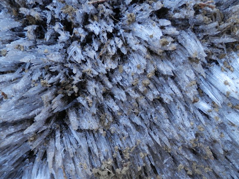 霜柱をザクザク踏みしめて歩く