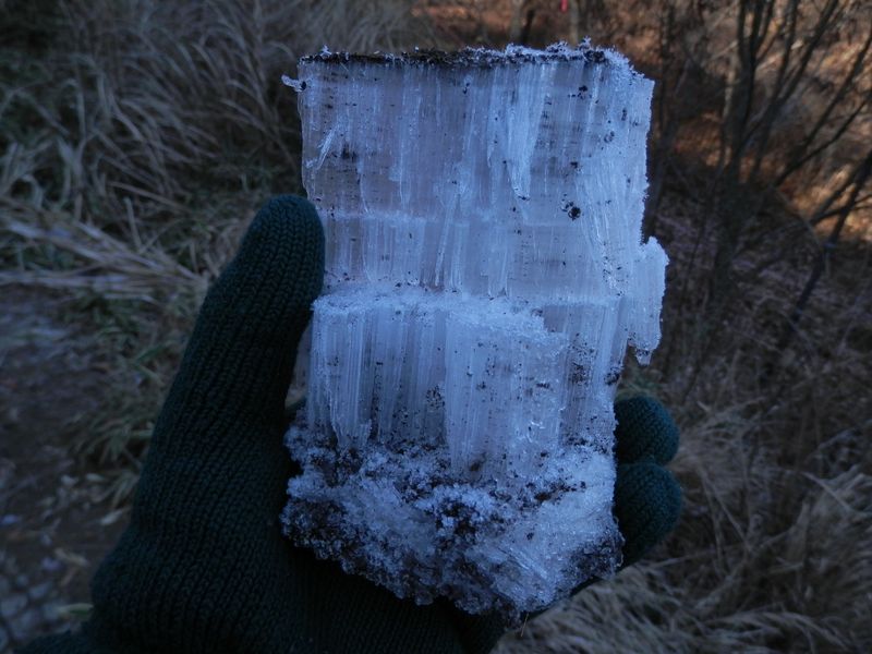 高さ12cmほどの霜柱