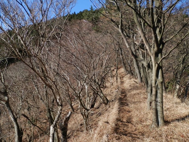 冬の広葉樹林帯は明るい