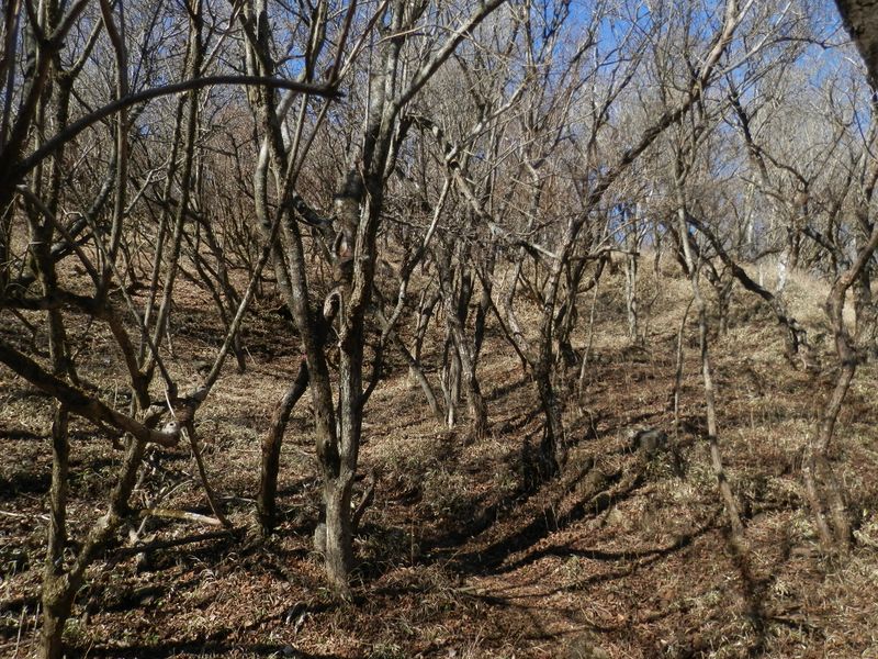梅林のような雰囲気