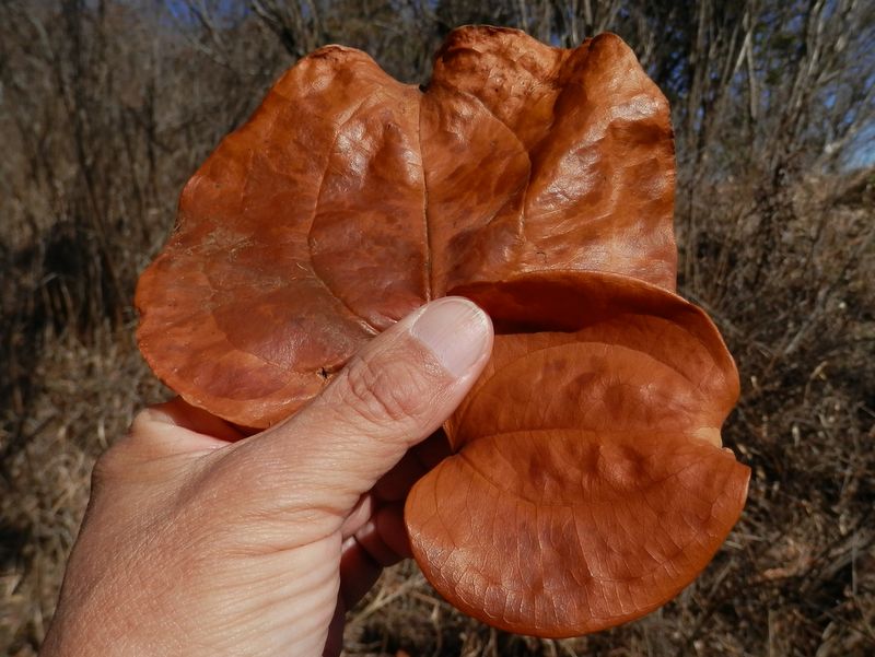 サルトリイバラだったかな？