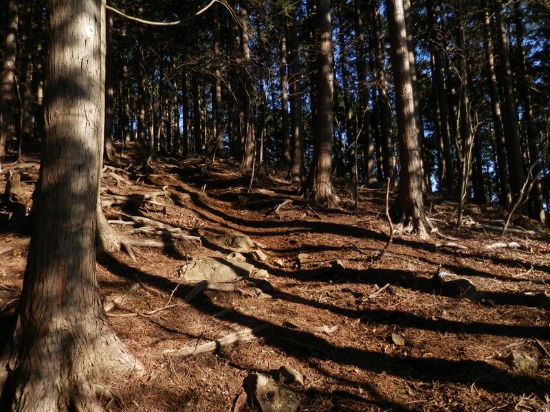 二ノ塔尾根の樹林帯