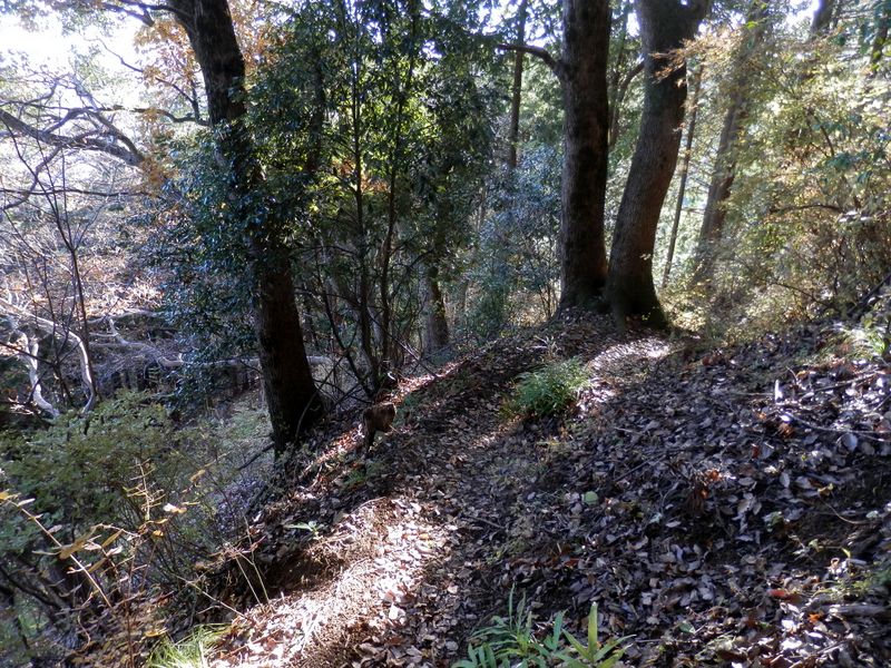 やっと普通の山道らしくなった