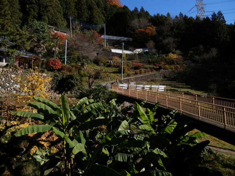 橋の下にバナナの木？