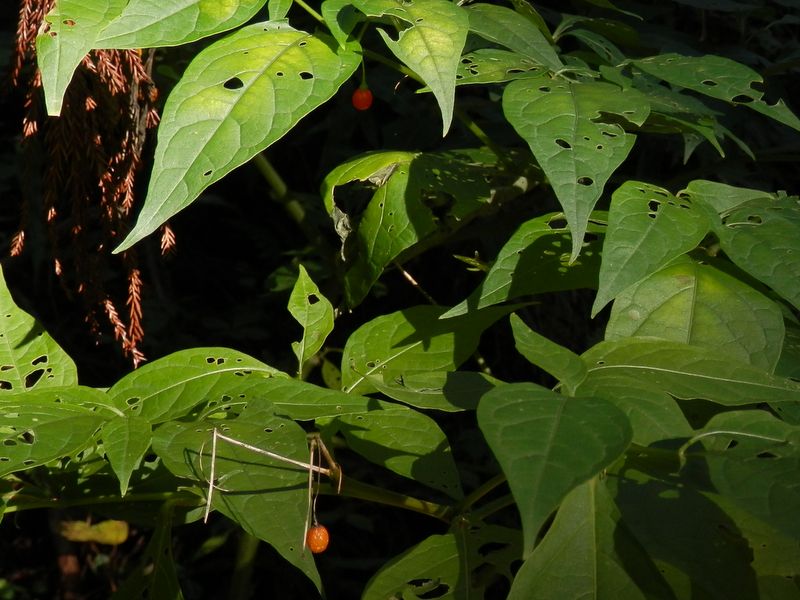 ハダカホオズキ