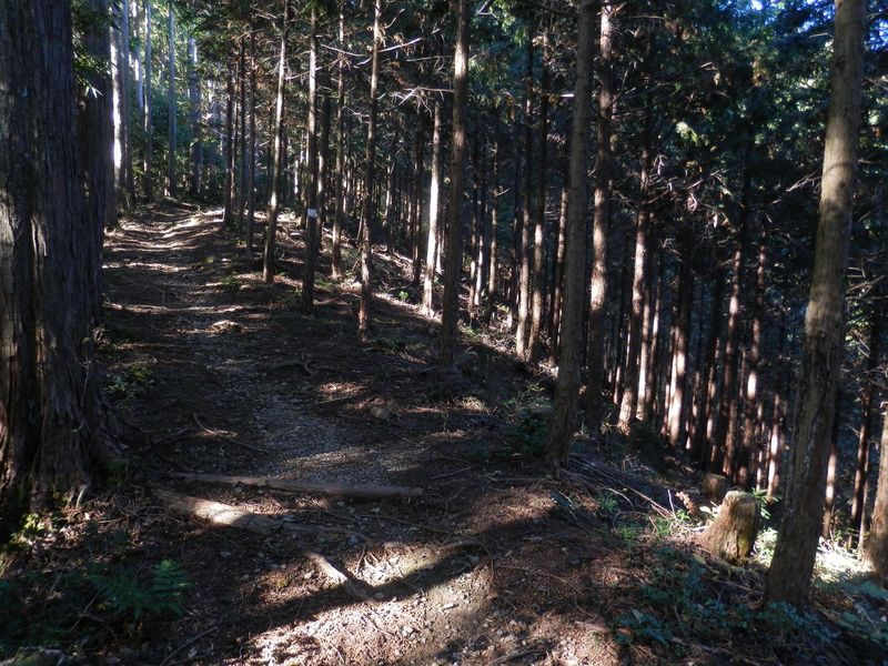 清々しいヒノキ林