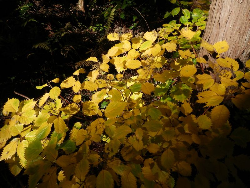 コアジサイの黄葉かな？