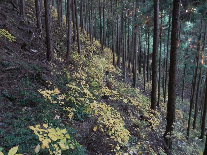 進むほどに、廃道の色が濃くなっていった