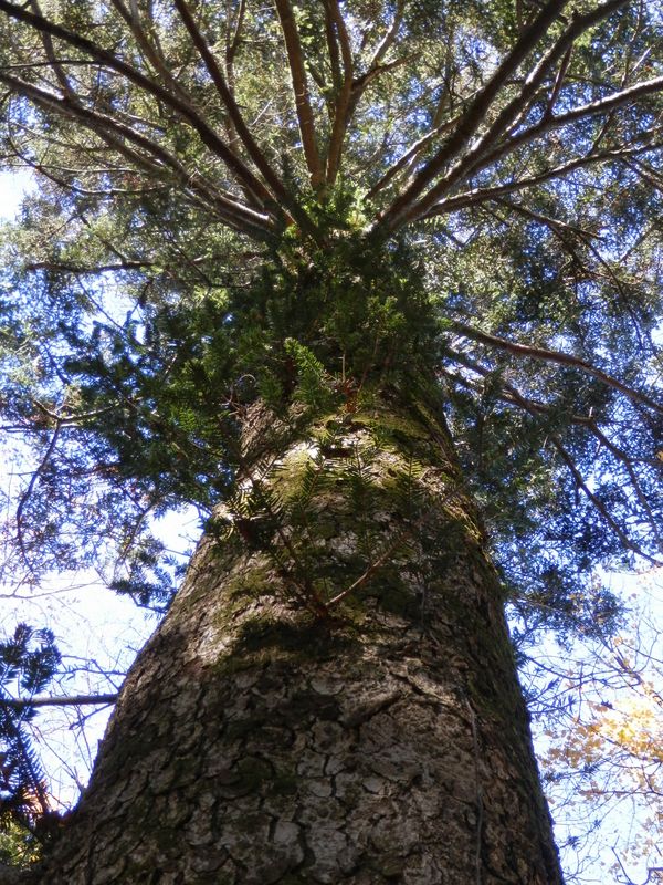 豪快に立つ樅の木