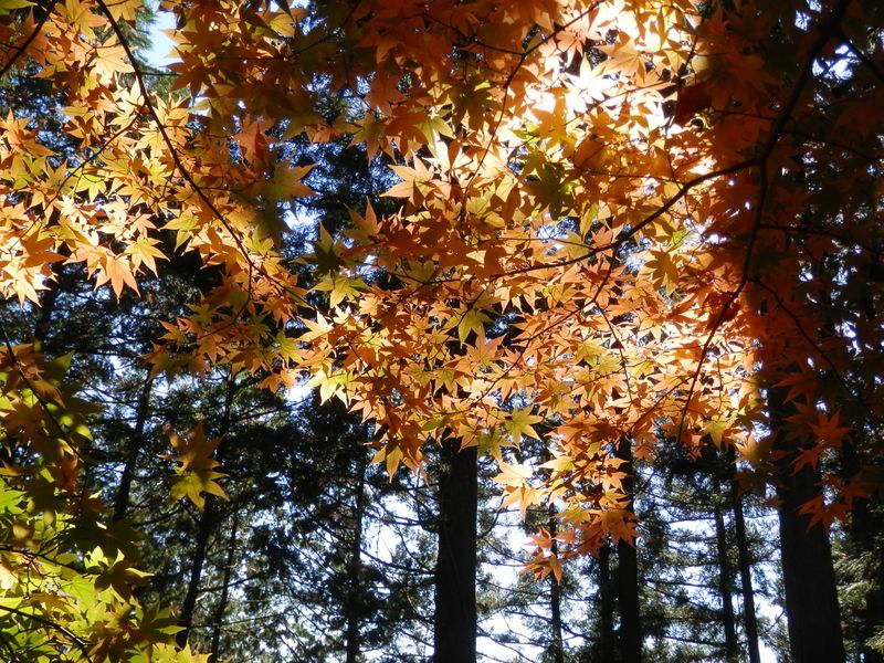 モミジがきれいだ