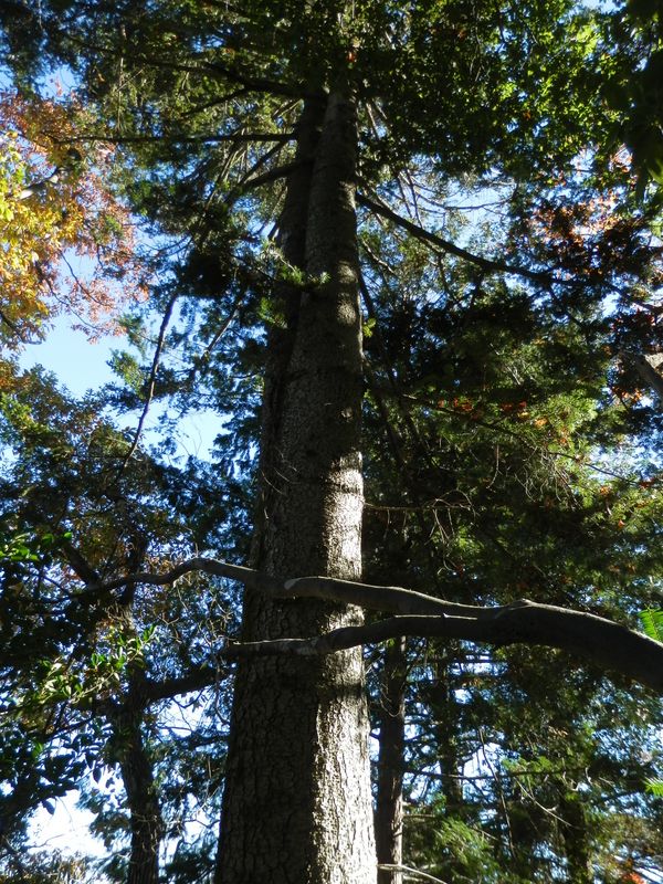 このモミの堂々とした姿は