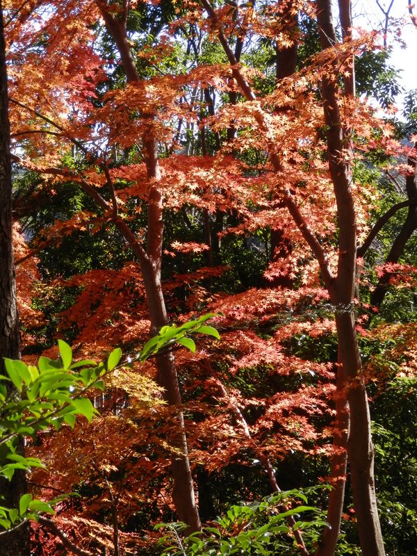 これは秘密の庭園だ！