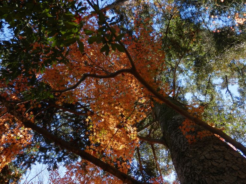 他の木々との調和もよろしい