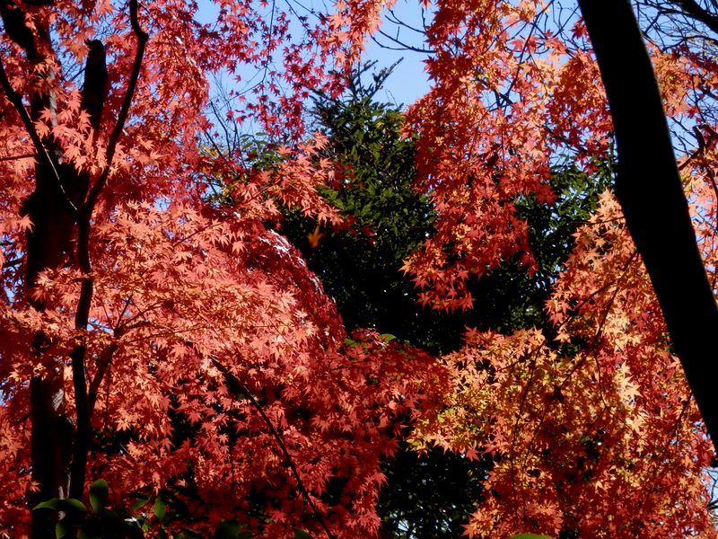 鮮紅色のモミジ、すごいぞ！