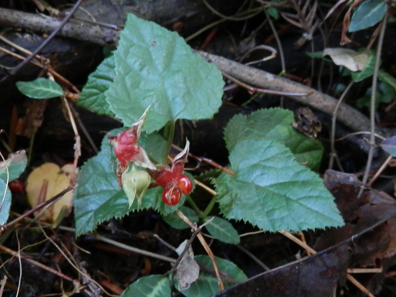 こんなところでイチゴを見つけた