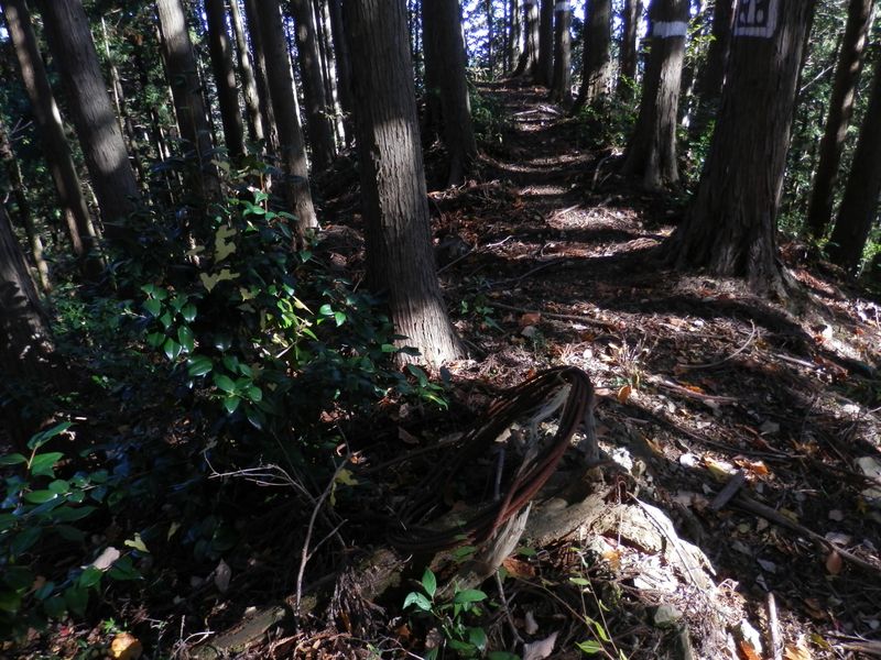 鋼ワイヤーが放置されていた