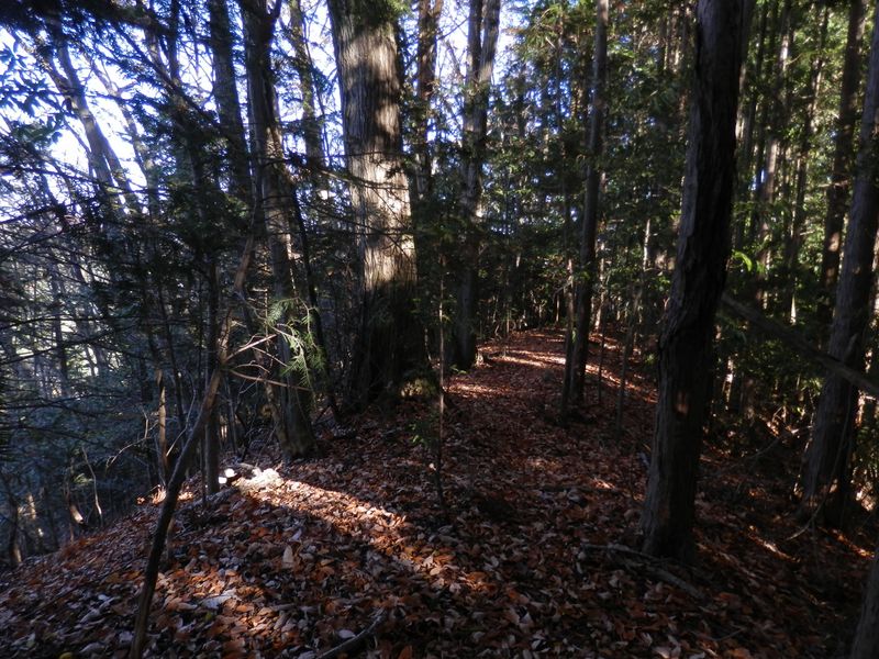 コナラのオレンジ色の落葉がきれい