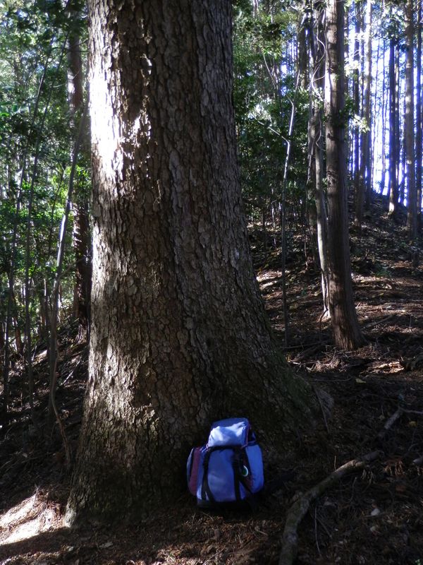 ここにもすてきなモミの木