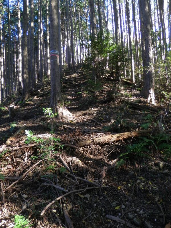 ノボリオイゾネ372m峰への登り