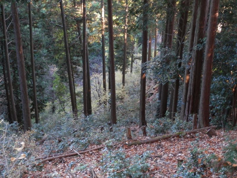 右の尾根を逸れないように下った