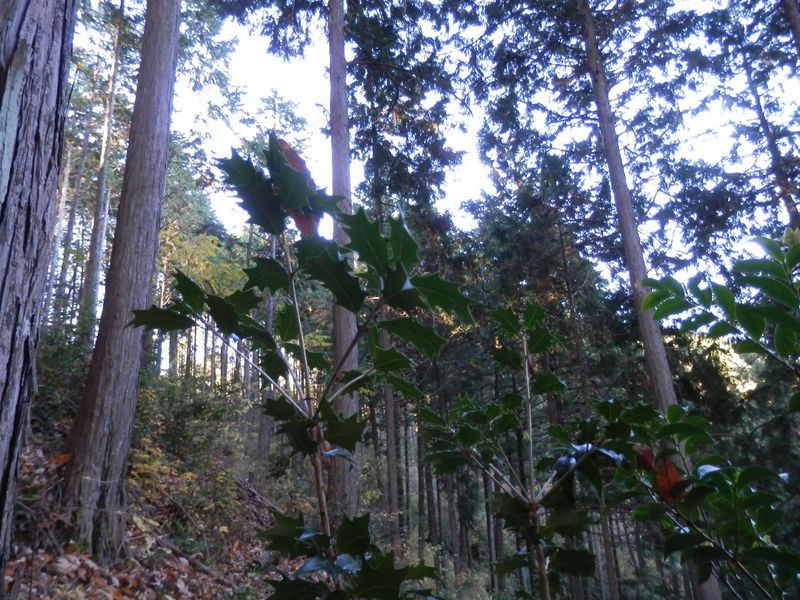 急降下中にヒイラギナンテンと出会った