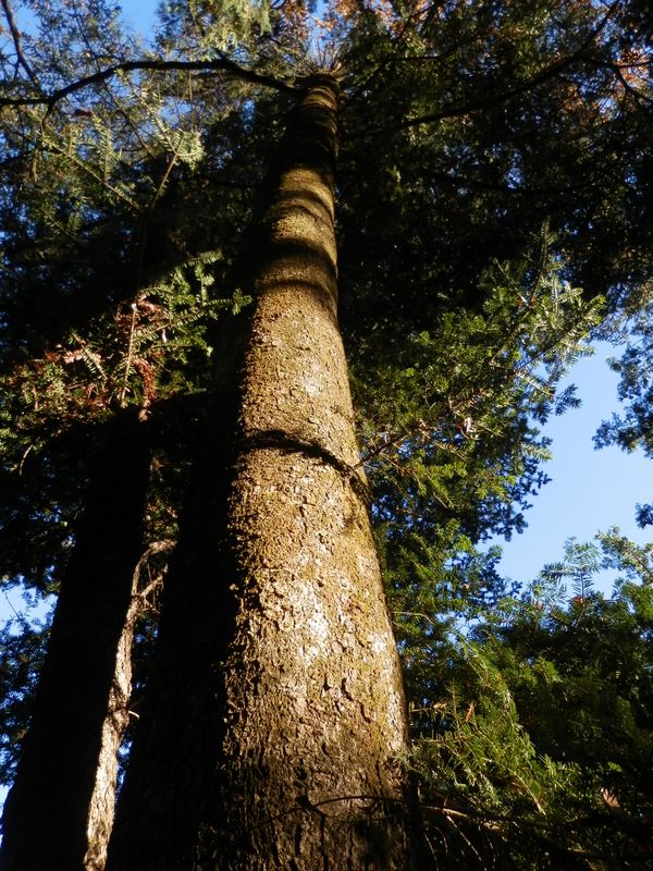 またまたすてきなモミの木