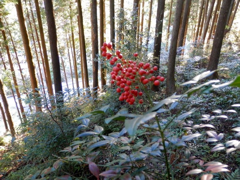 ノボリオイゾネ -- ナンテンだ。難を脱したのかな