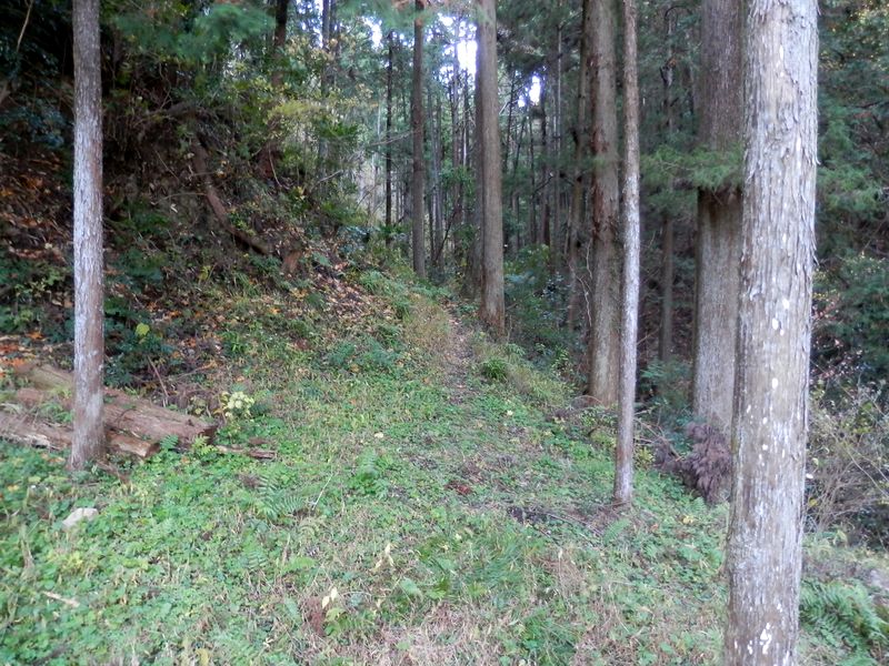 ここに登山路らしい道があった