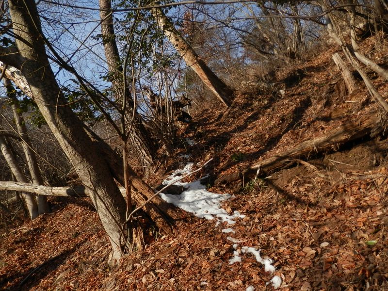 わずかな踏み跡を探しながら登る