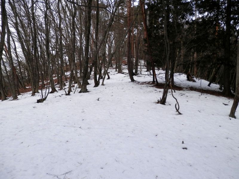 お坊山東尾根は、概してこのようにだだっ広い