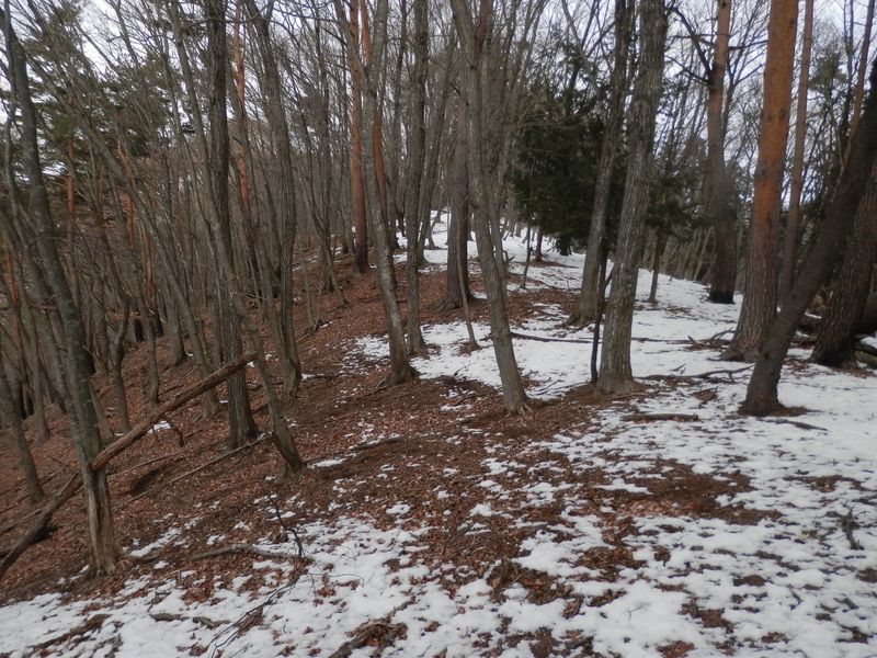尾根の南面の雪は融けやすい