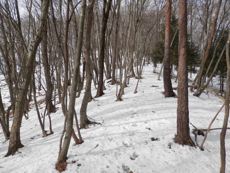 誰か一人、歩いた跡がある