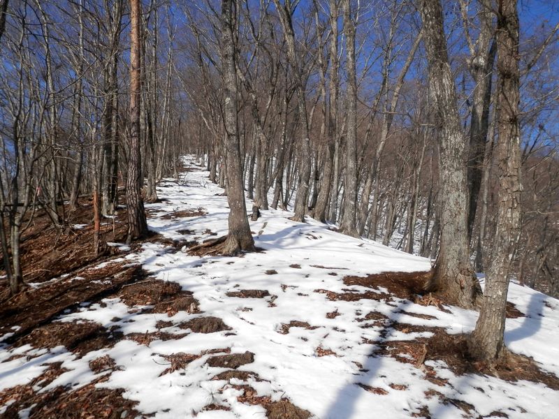 すてきな尾根。雪はまだ薄い。