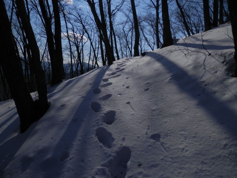 尾根の北半分は、雪が深い