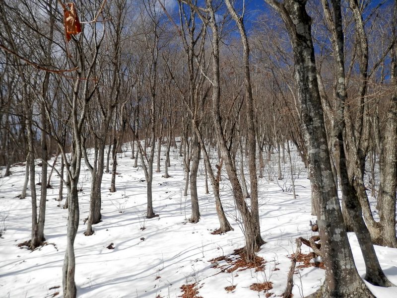 おお、すてきな林だ