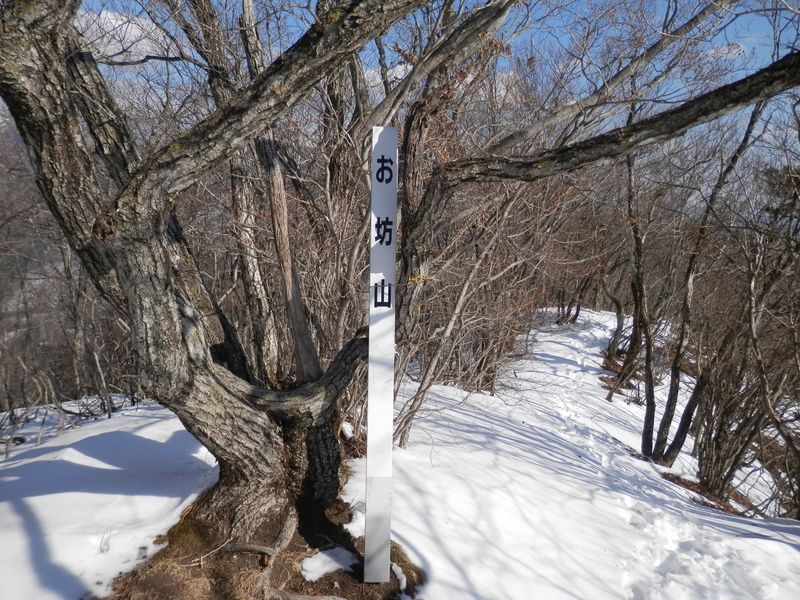 お坊山の山頂標は、立ち木にくくりつけてあった