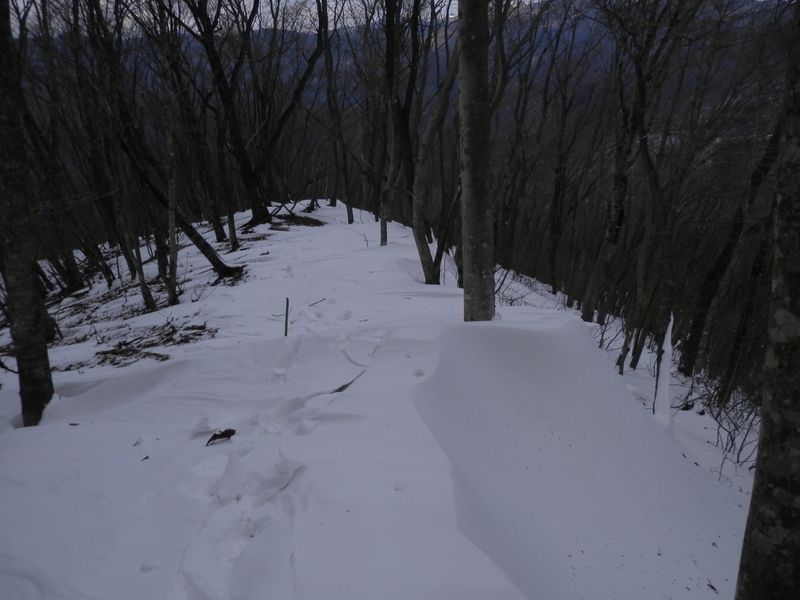 大鹿峠に下る尾根道