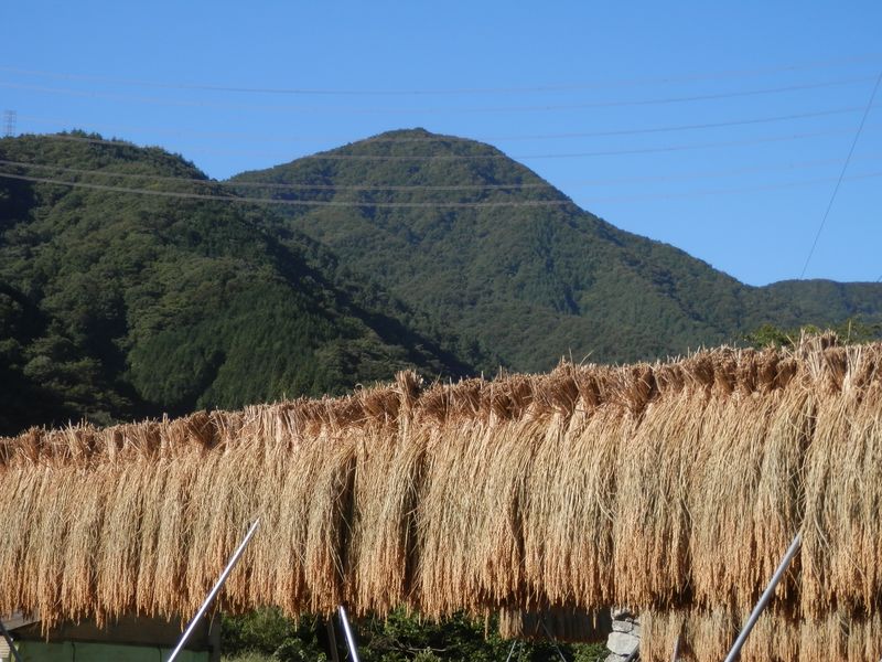 大沢山と稲架