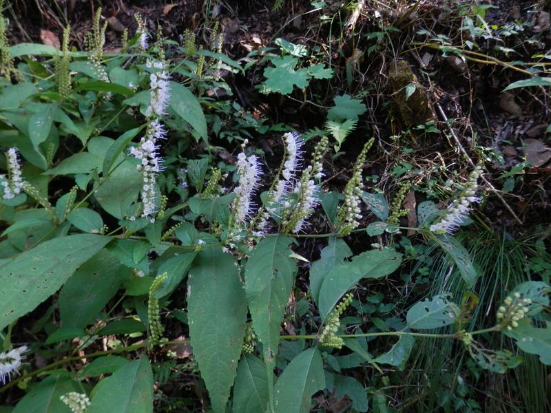 シモバシラを見ながら準備運動