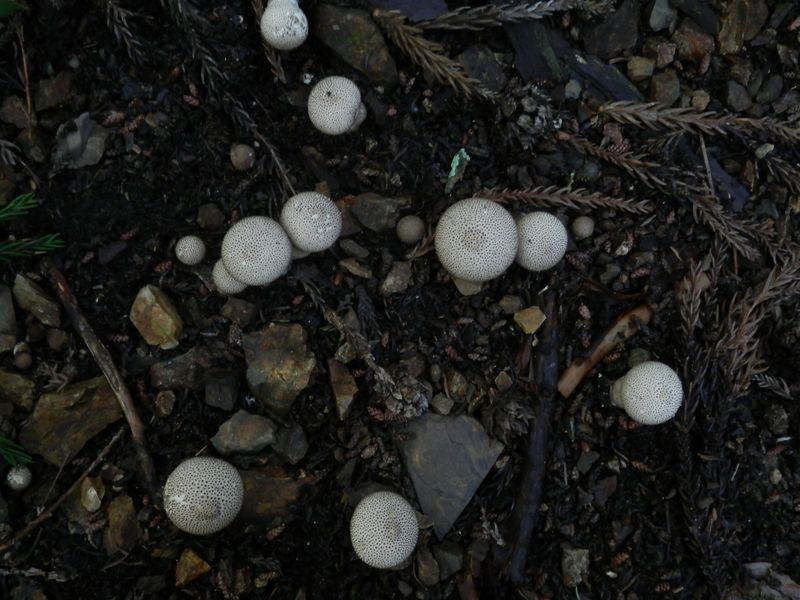 星座のように配置されたキノコ