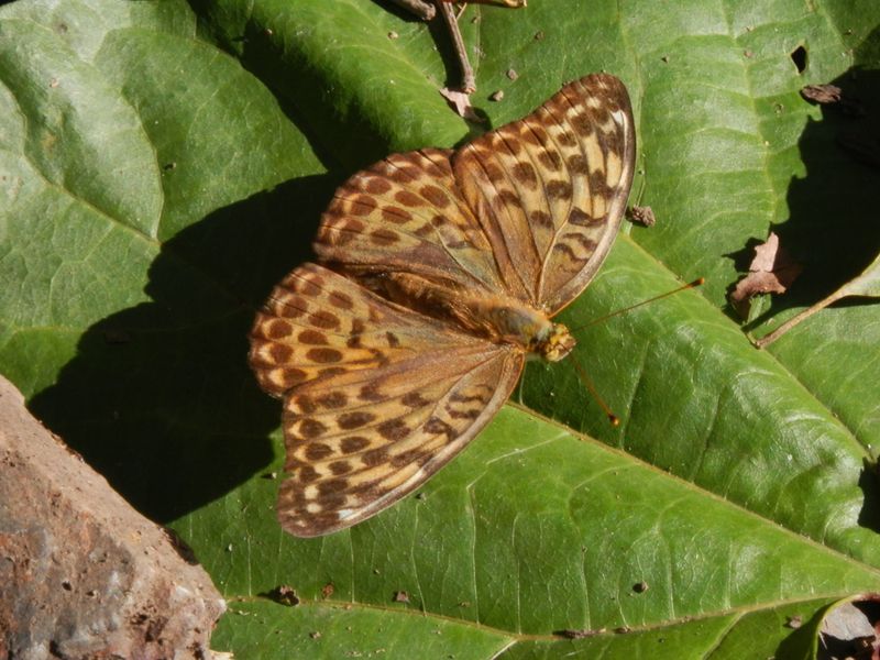 ミドリヒョウモン（♀）