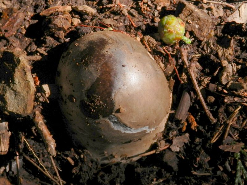 地面から怪物の頭