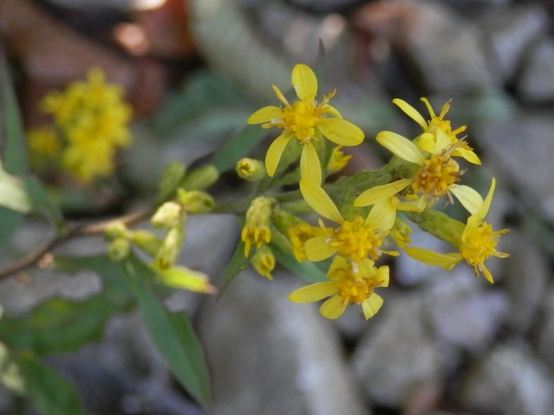 アキノキリンソウ