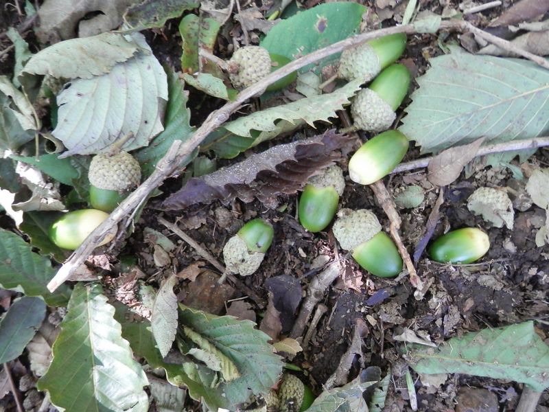 ズナラのドングリ