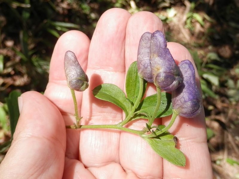 ヤマトリカブト